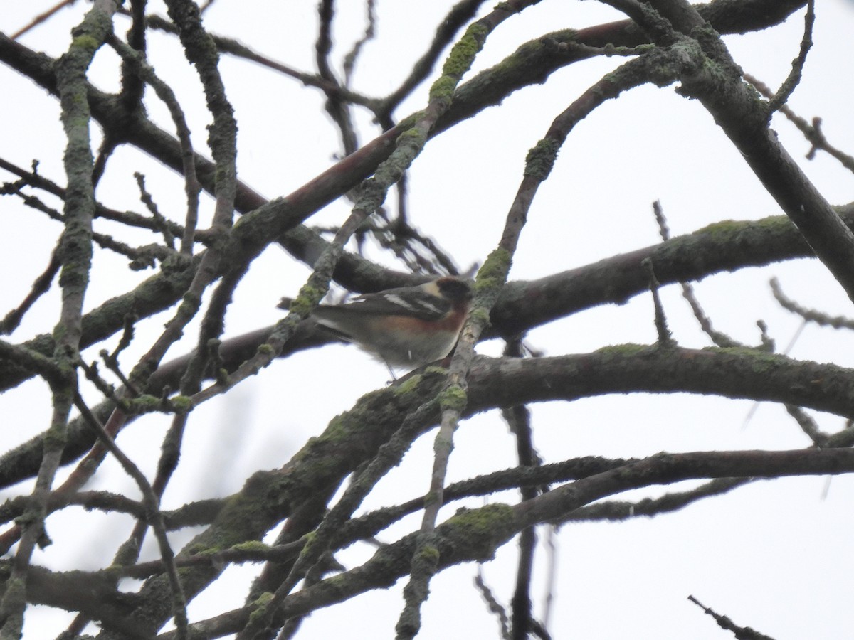 Bay-breasted Warbler - Kris Ito