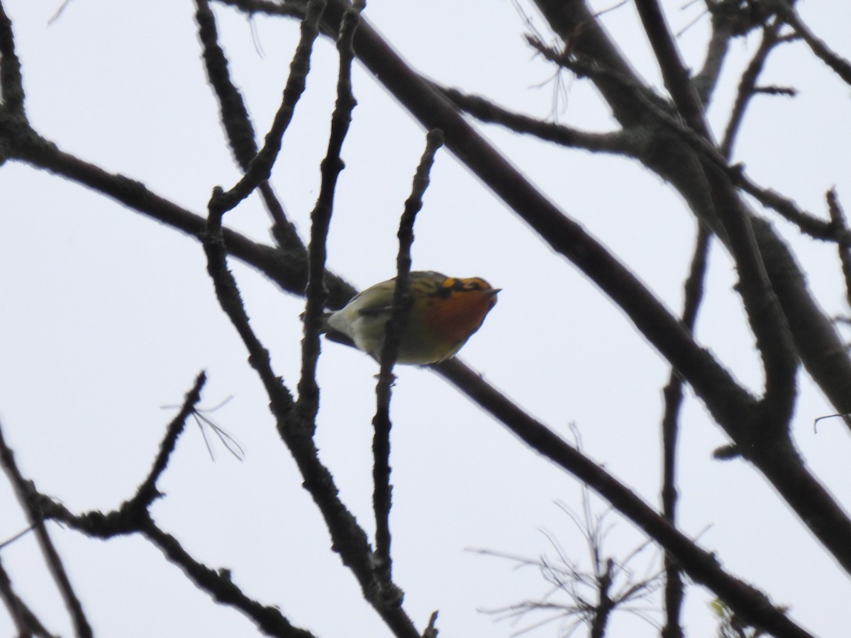 Blackburnian Warbler - Kris Ito