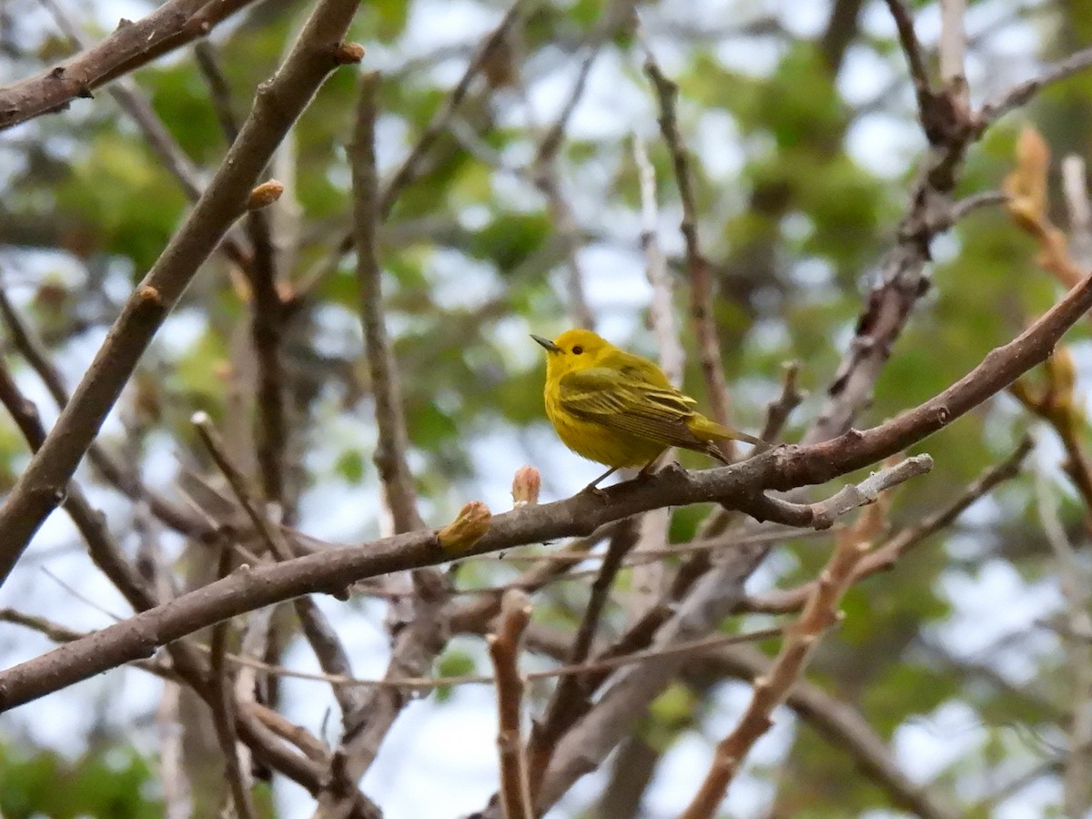 Yellow Warbler - Kris Ito