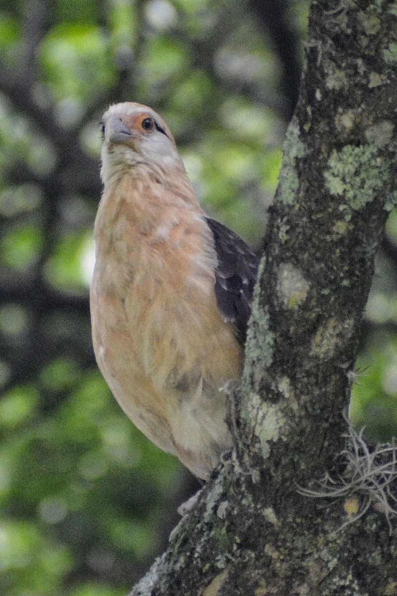 Yellow-headed Caracara - ML619045146