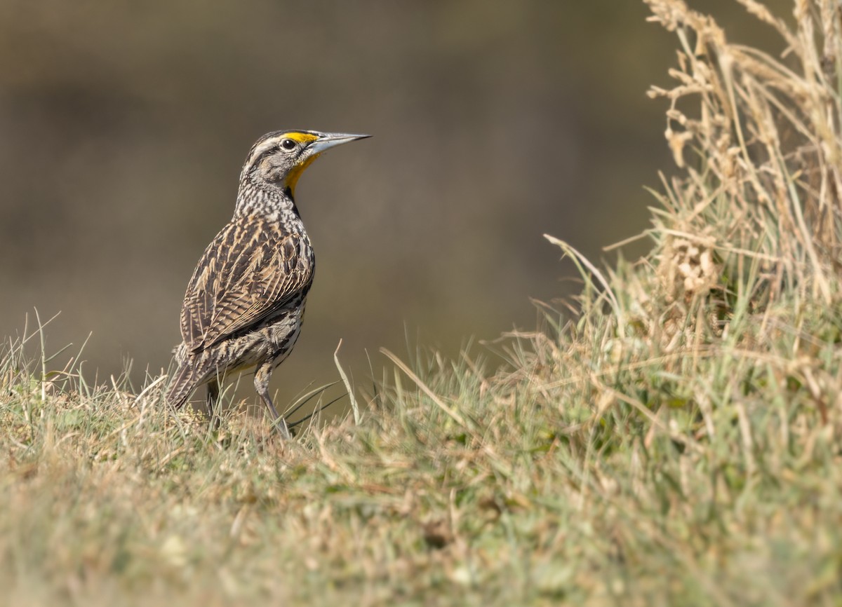 Eastern Meadowlark (Eastern) - Lars Petersson | My World of Bird Photography