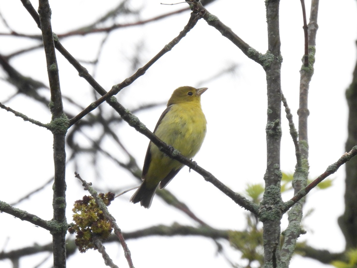 Scarlet Tanager - Kris Ito