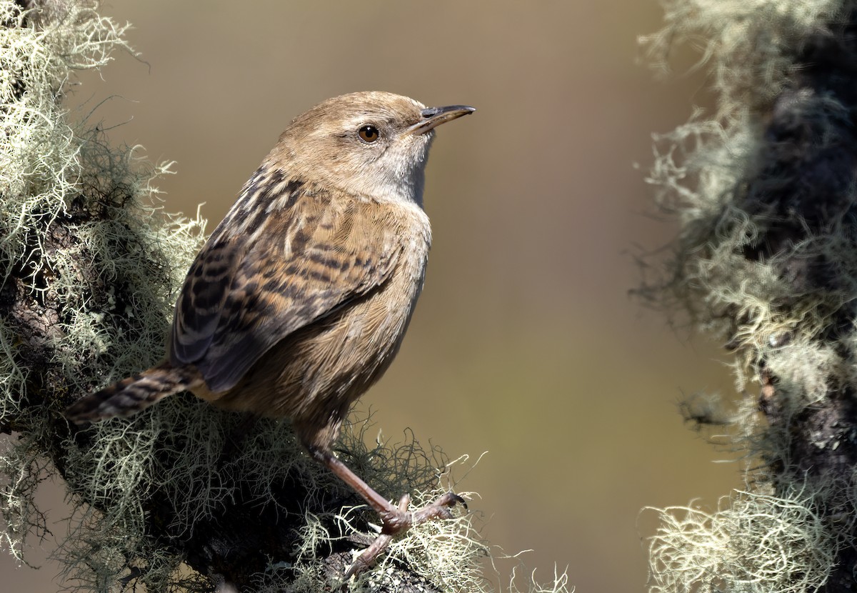 Apolinar's Wren - Lars Petersson | My World of Bird Photography