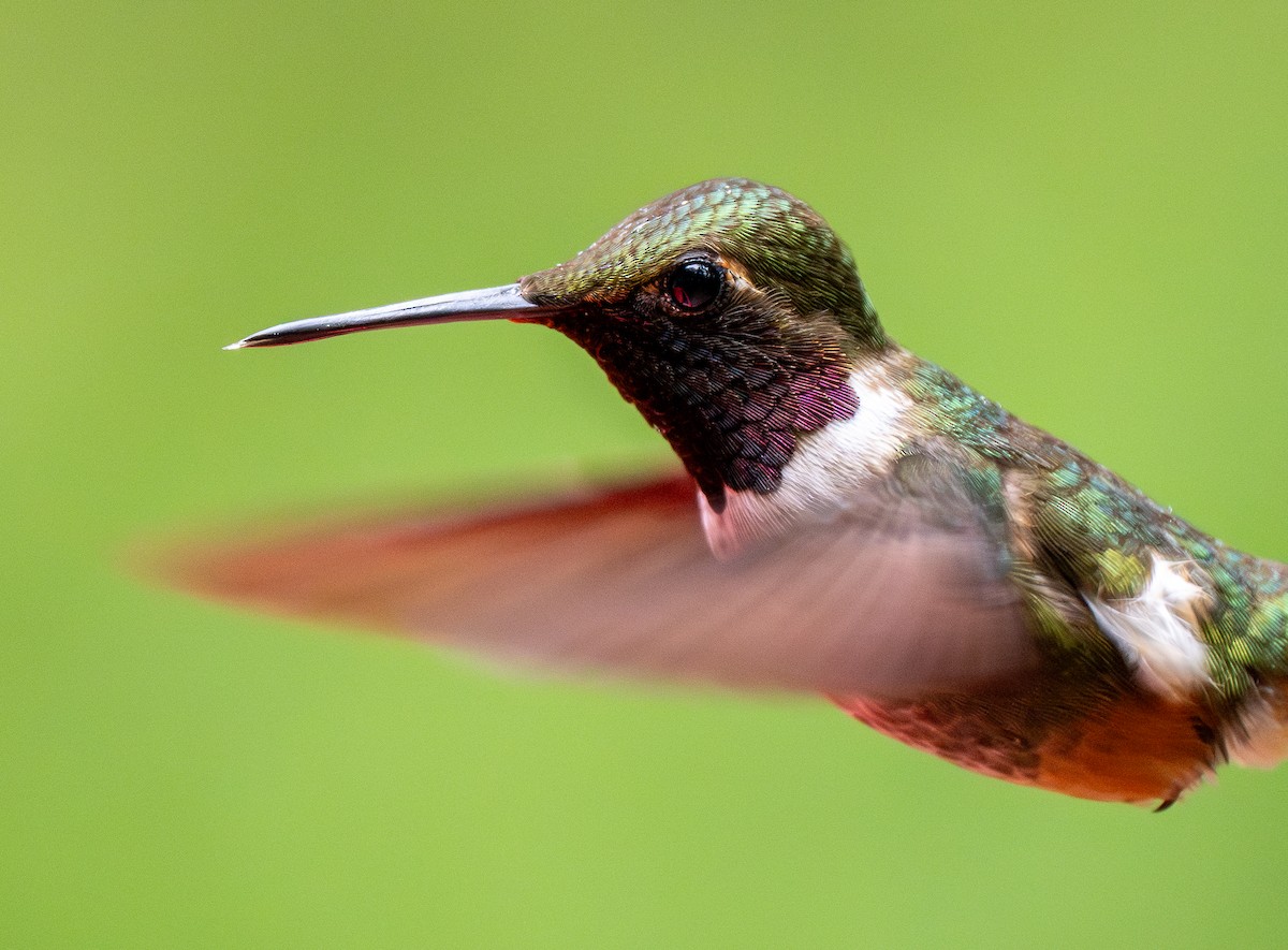 Magenta-throated Woodstar - Forest Botial-Jarvis