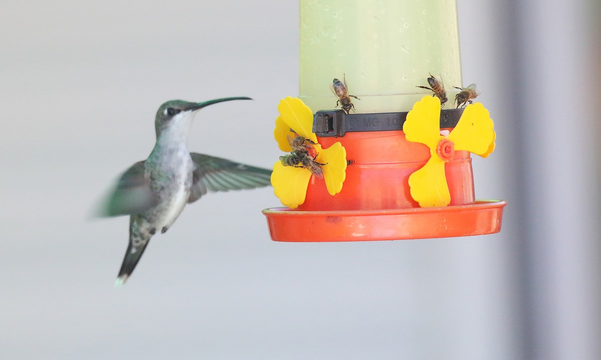 kolibřík cerradový - ML619045164