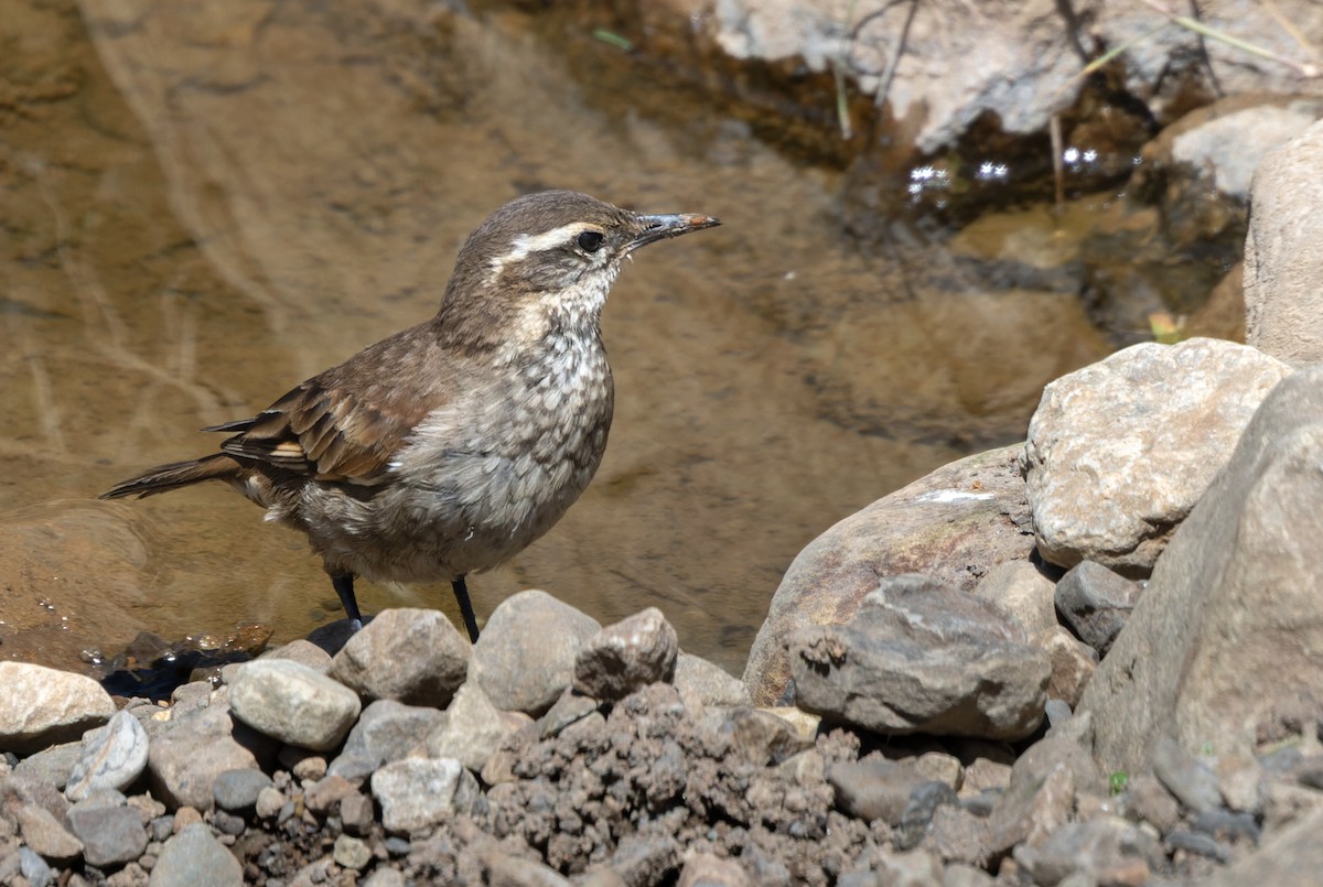 Chestnut-winged Cinclodes - Lars Petersson | My World of Bird Photography