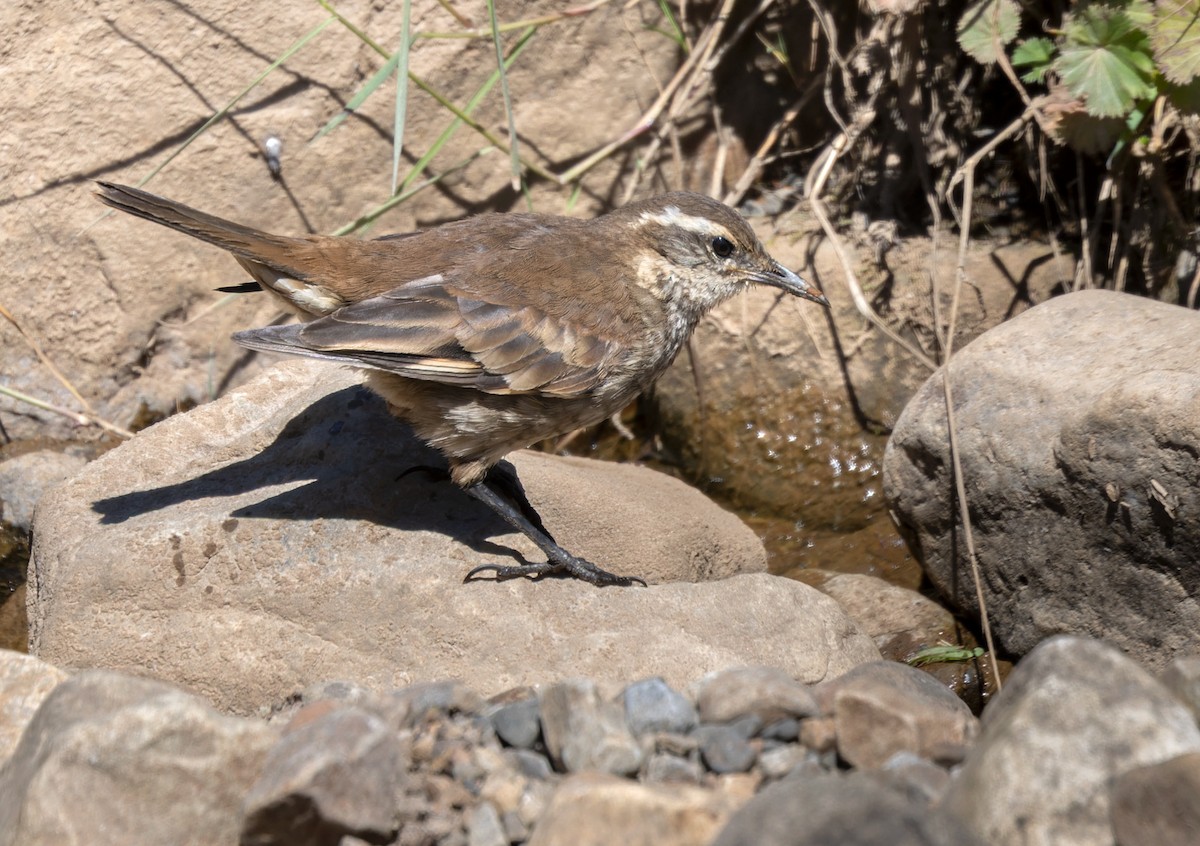 Chestnut-winged Cinclodes - Lars Petersson | My World of Bird Photography