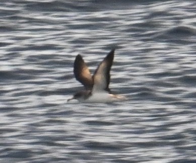 Cory's Shearwater - ML619045180