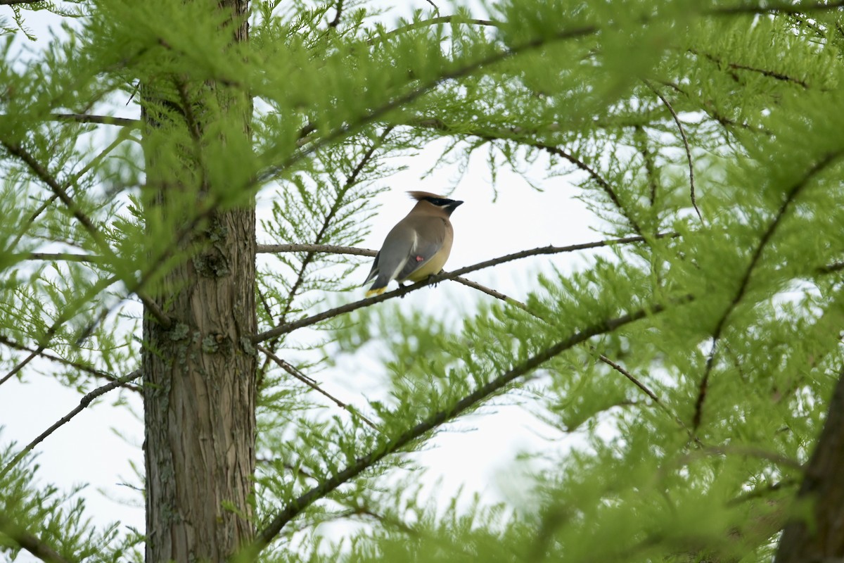 Cedar Waxwing - ML619045195