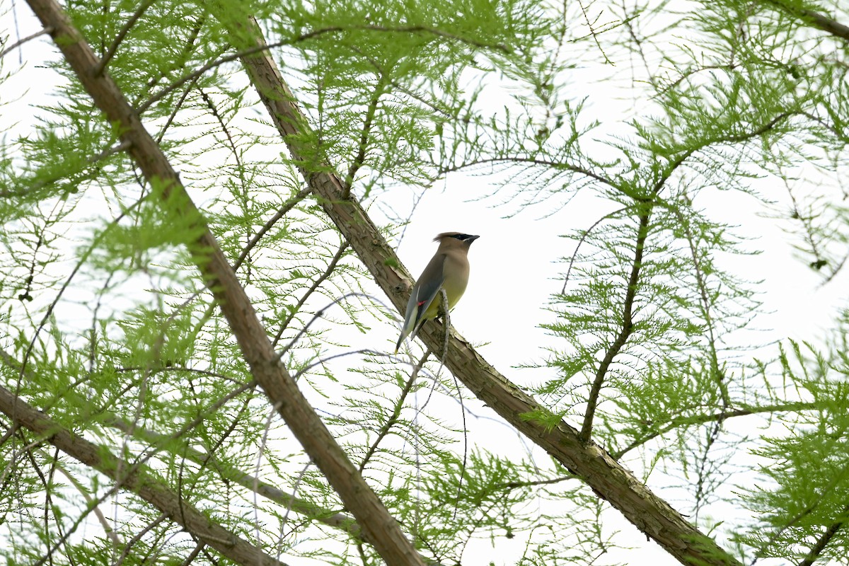 Cedar Waxwing - ML619045196