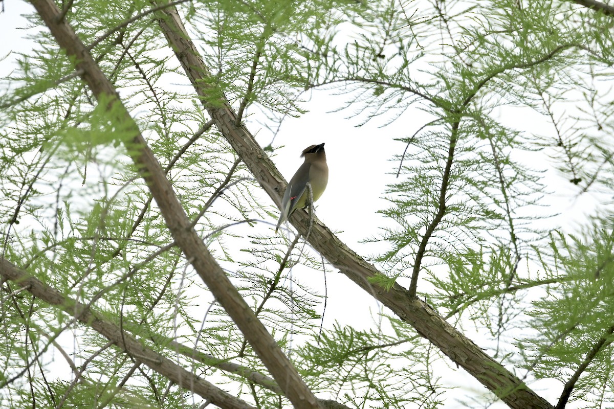 Cedar Waxwing - ML619045197
