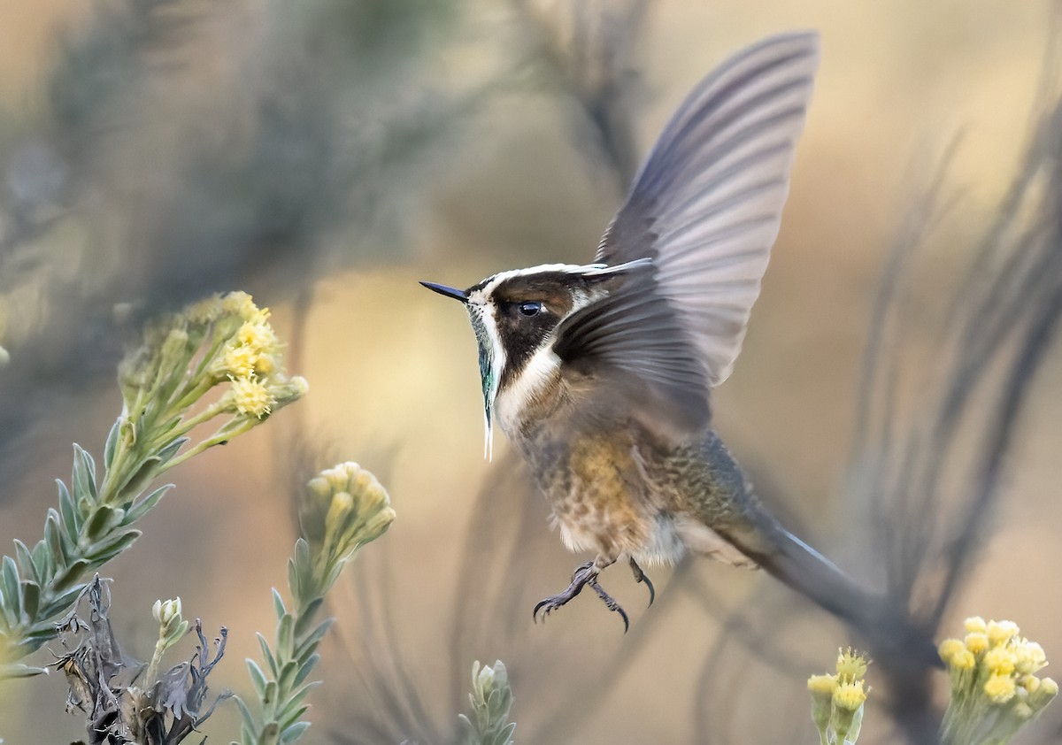 Green-bearded Helmetcrest - ML619045210