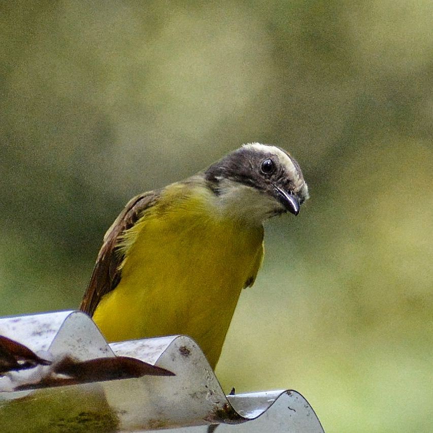 Rusty-margined Flycatcher - ML619045223