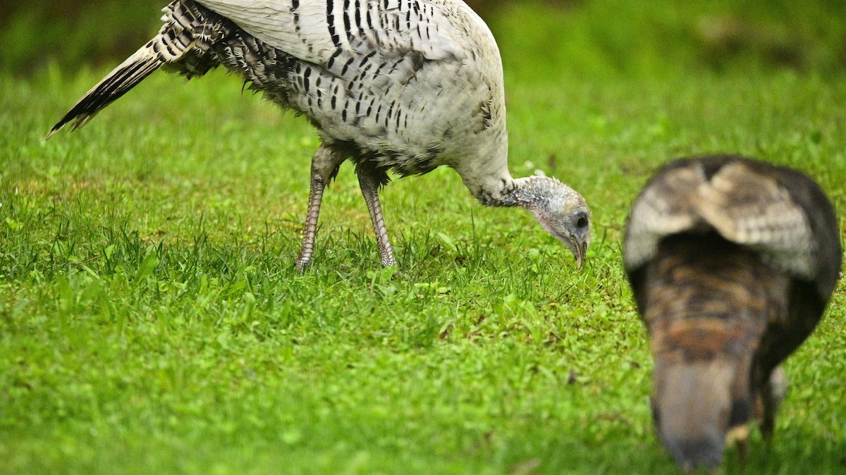 Wild Turkey - gaetan renaud