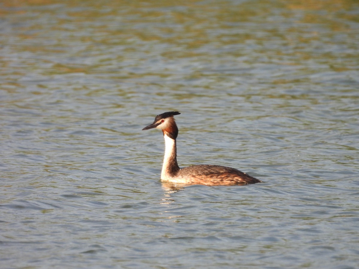 Great Crested Grebe - Jorge Plaza