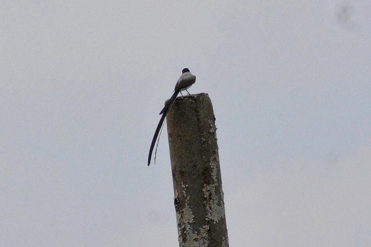 Fork-tailed Flycatcher - ML619045254