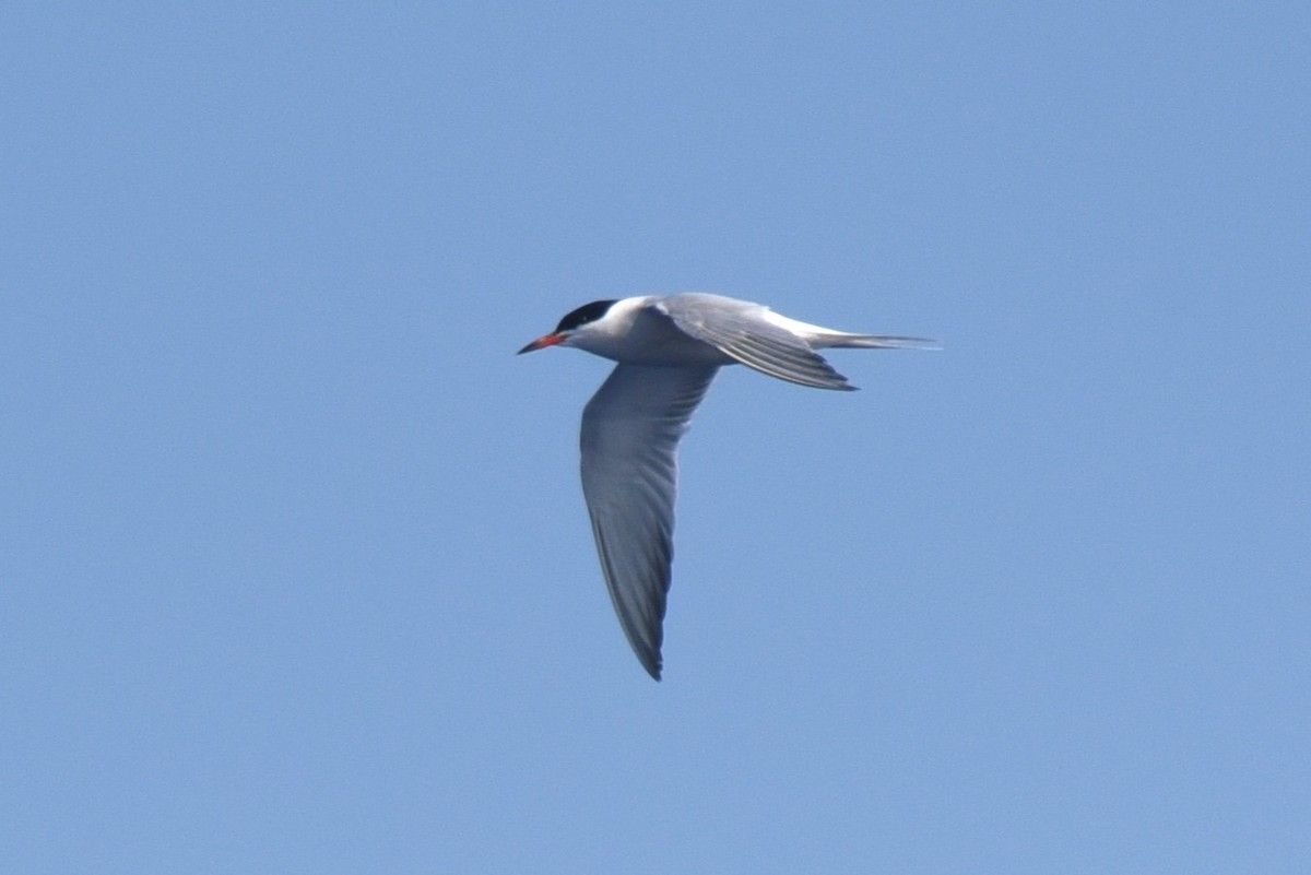 Common Tern - John Swenfurth