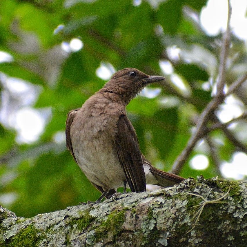 Black-billed Thrush - Juan caicedo lasso