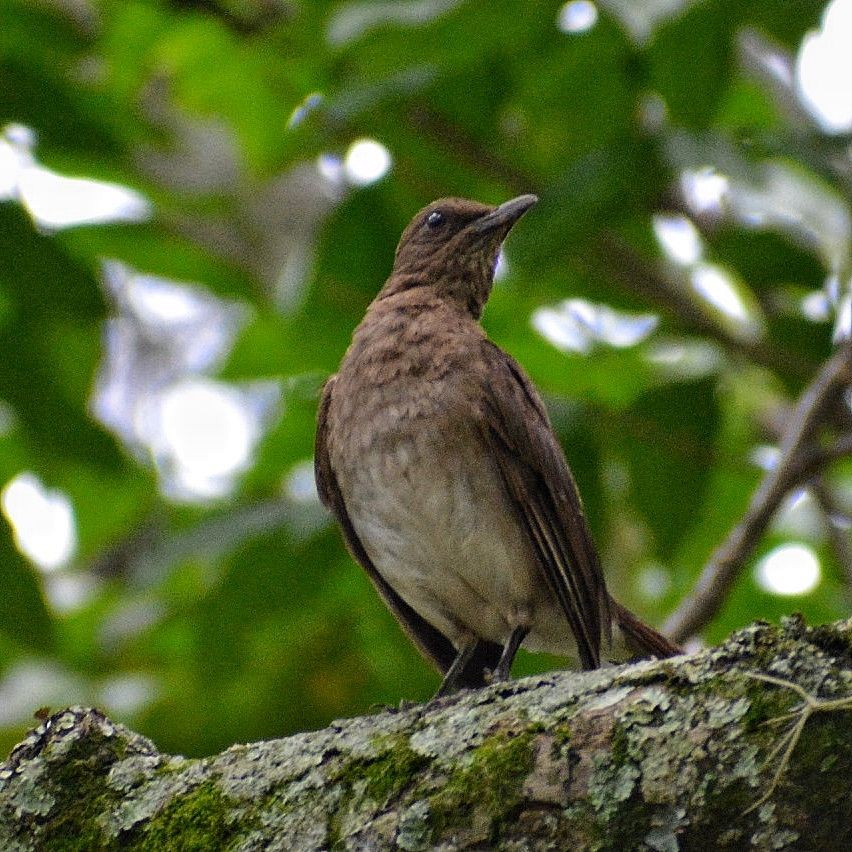 Black-billed Thrush - Juan caicedo lasso