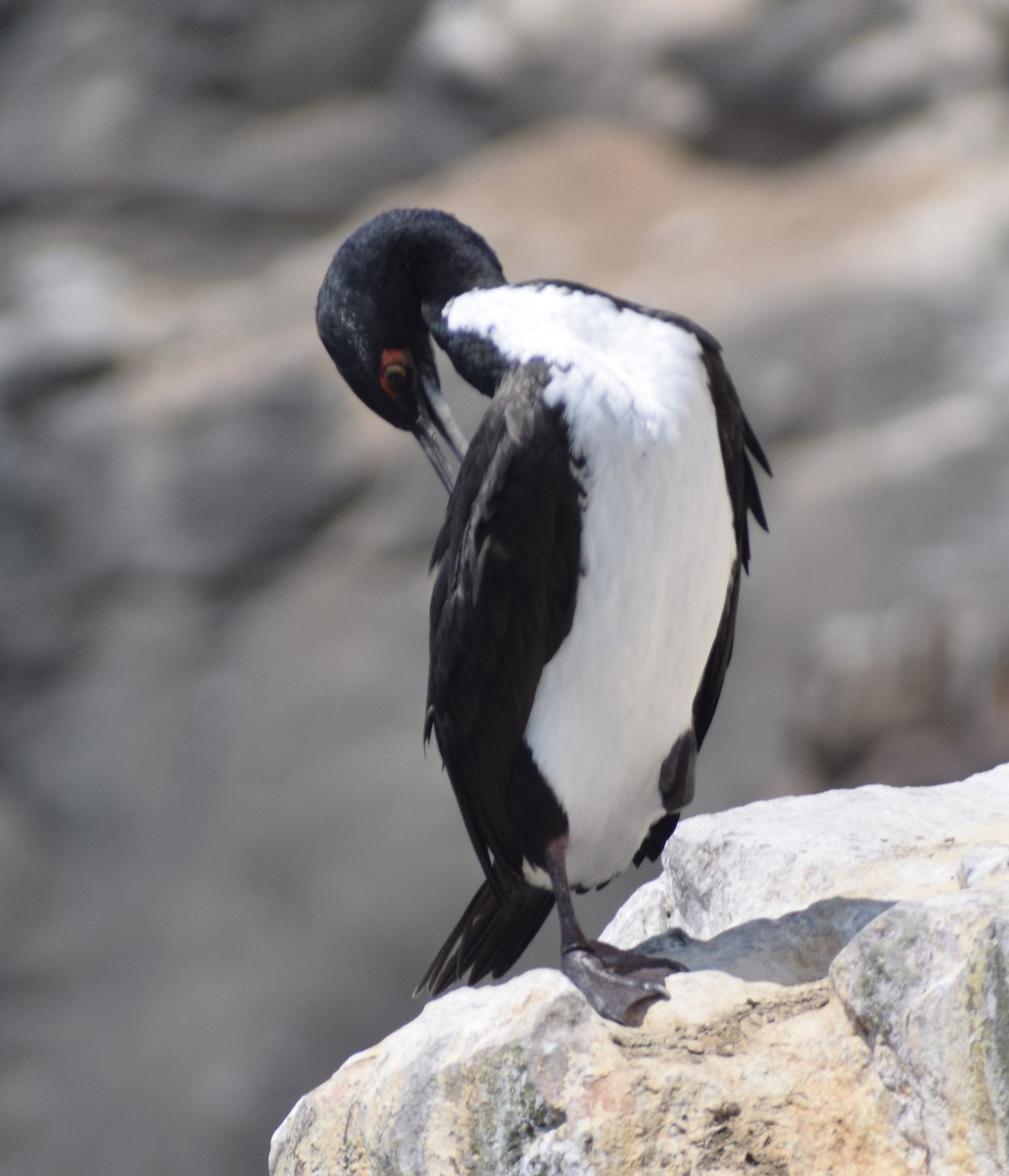 Guanay Cormorant - Monica Paredes Mejia