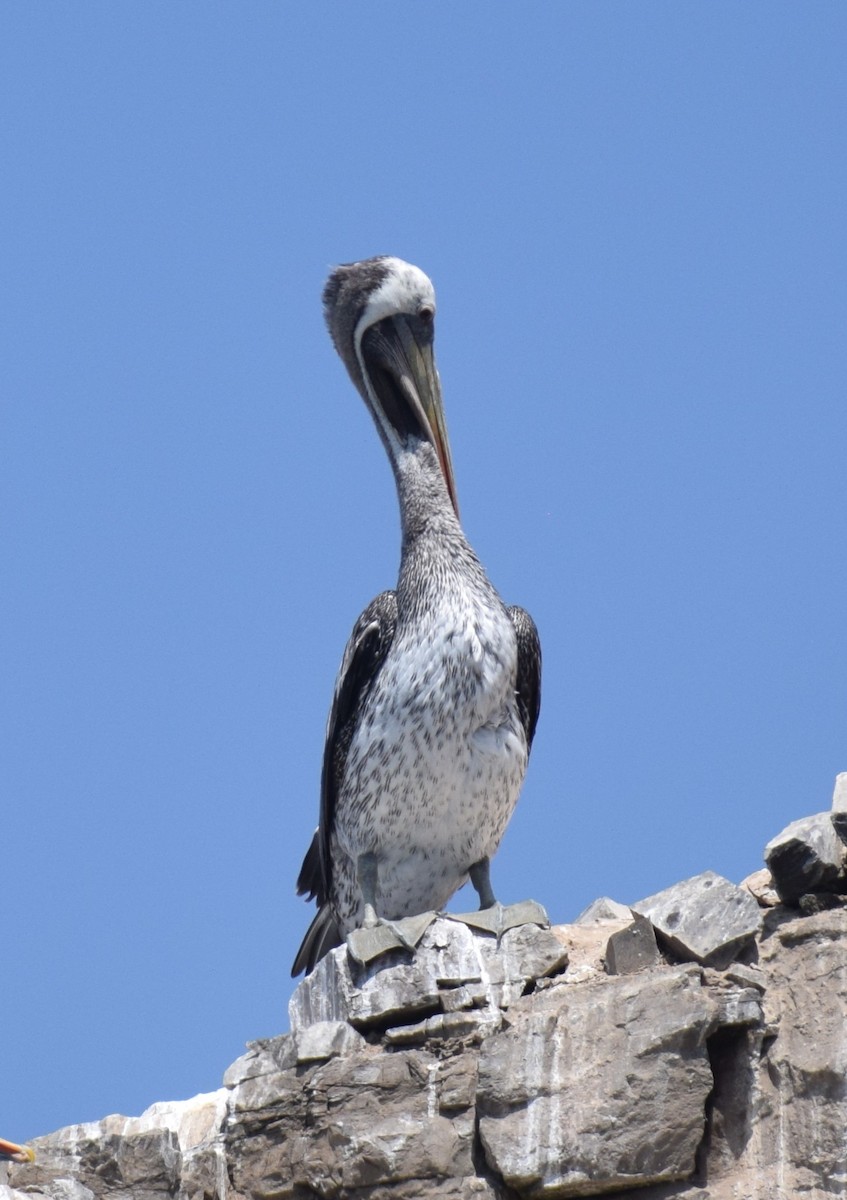 Peruvian Pelican - Monica Paredes Mejia