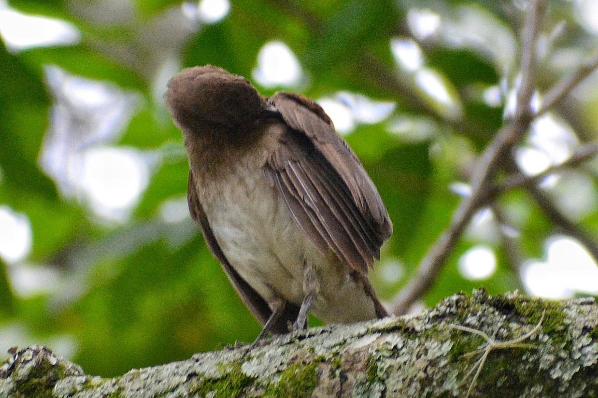 Black-billed Thrush - ML619045302