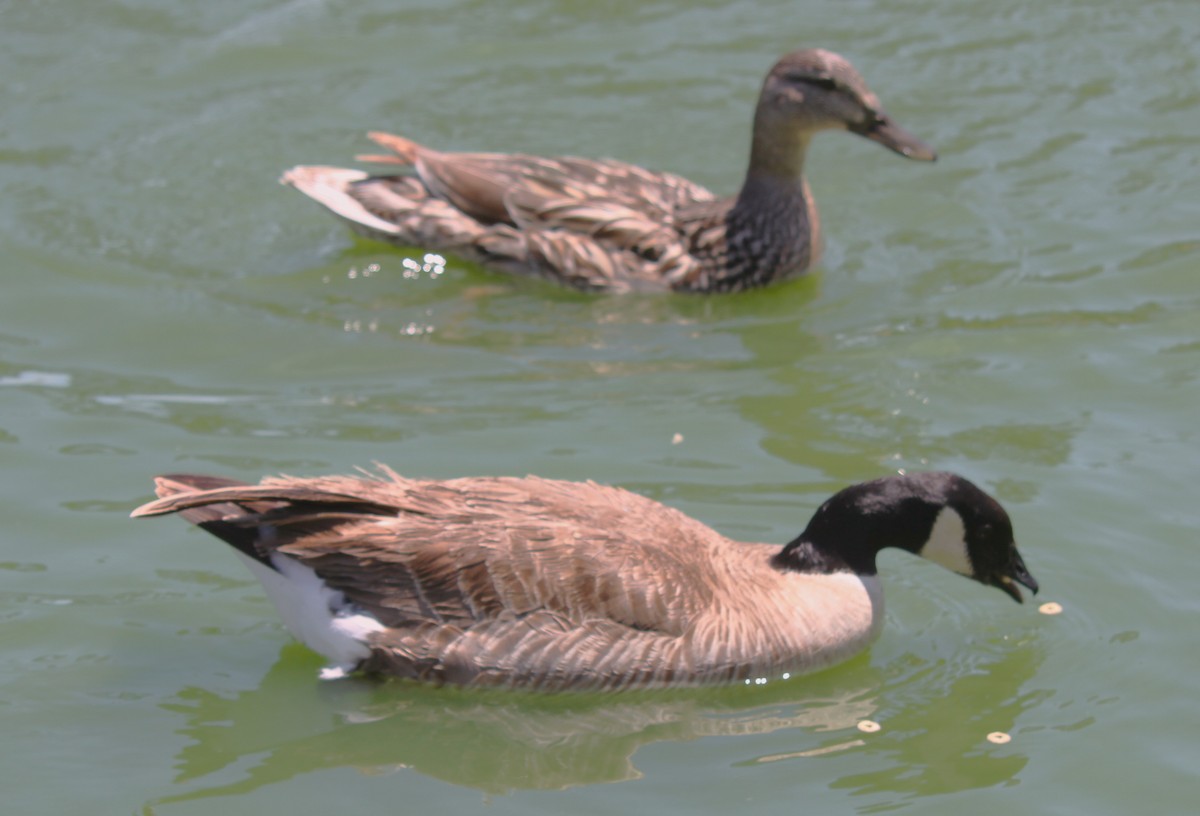 Cackling Goose - ML619045310