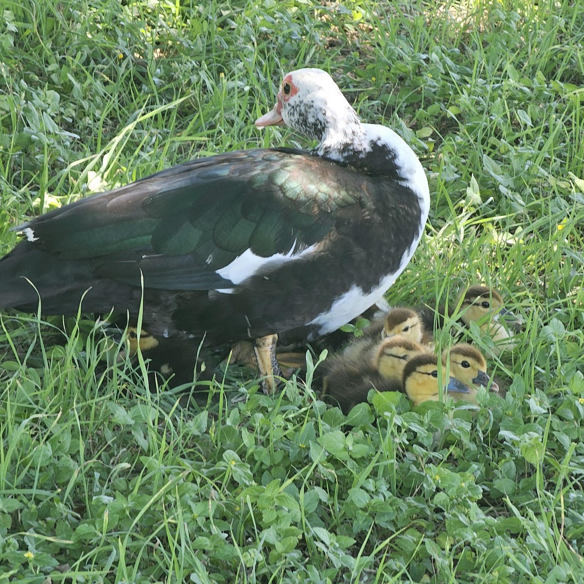 Muscovy Duck (Domestic type) - Malaya Roberts