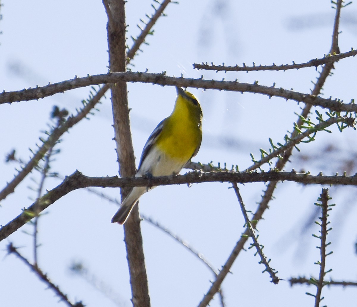 Yellow-throated Vireo - Daira Austin