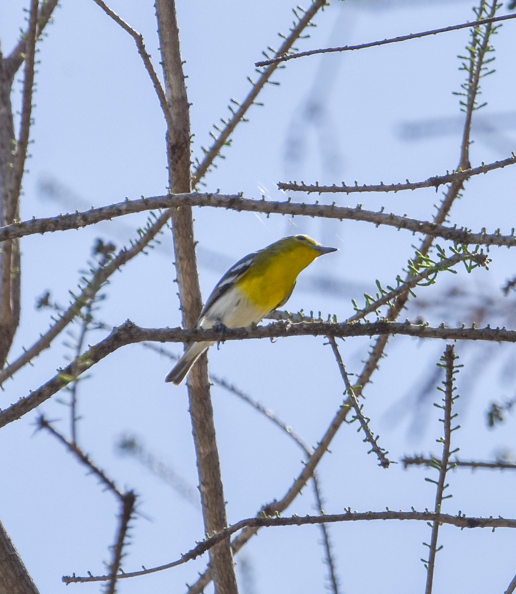 Viréo à gorge jaune - ML619045358