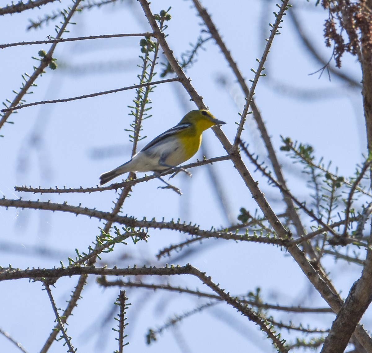 Viréo à gorge jaune - ML619045359