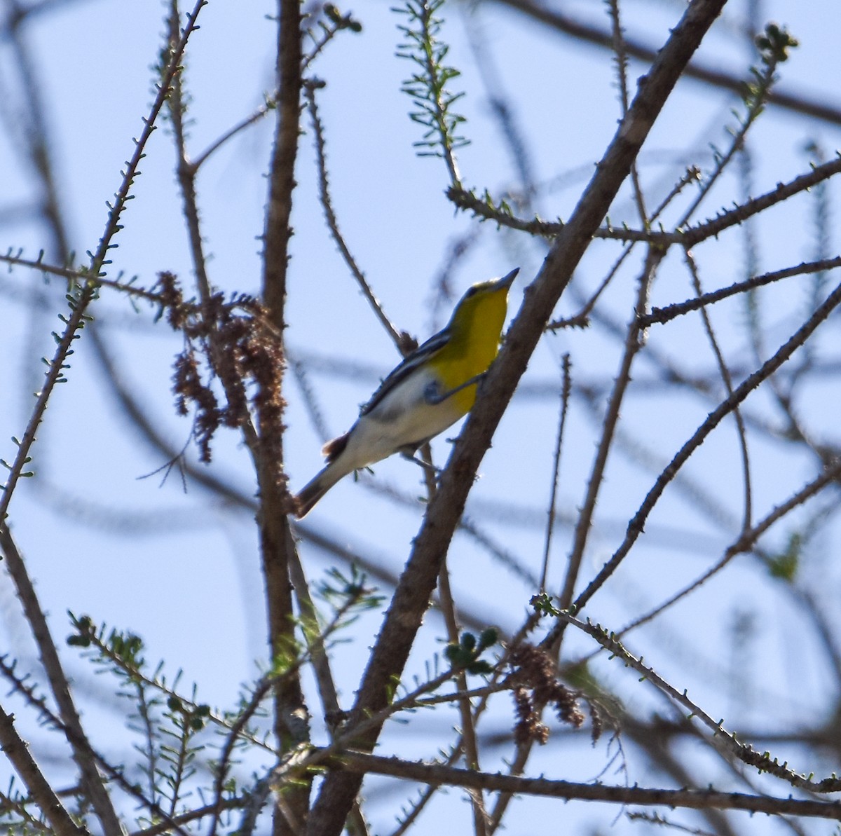 Viréo à gorge jaune - ML619045360