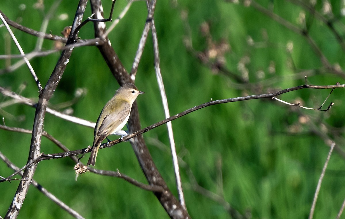 Warbling Vireo (Eastern) - Linda Sullivan