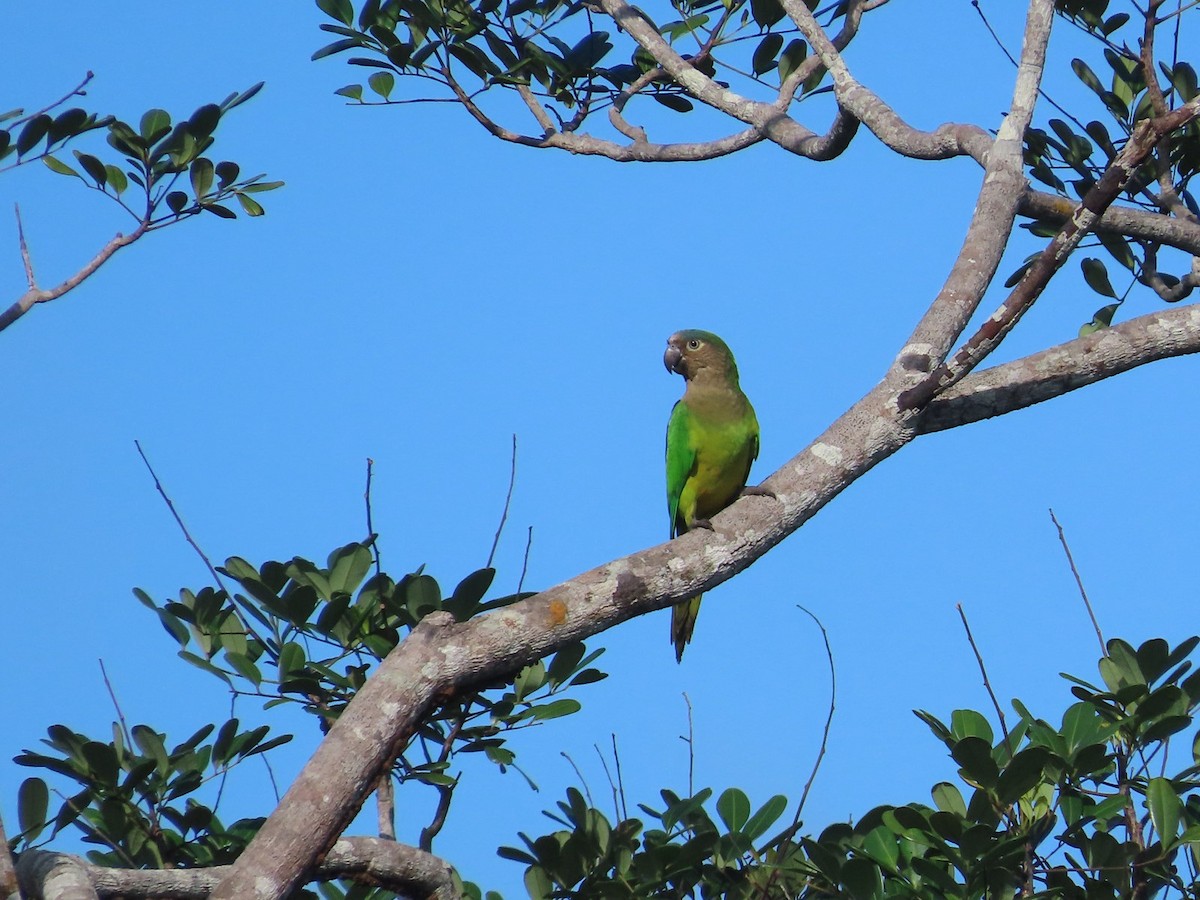 Brown-throated Parakeet - Jhuan Duque