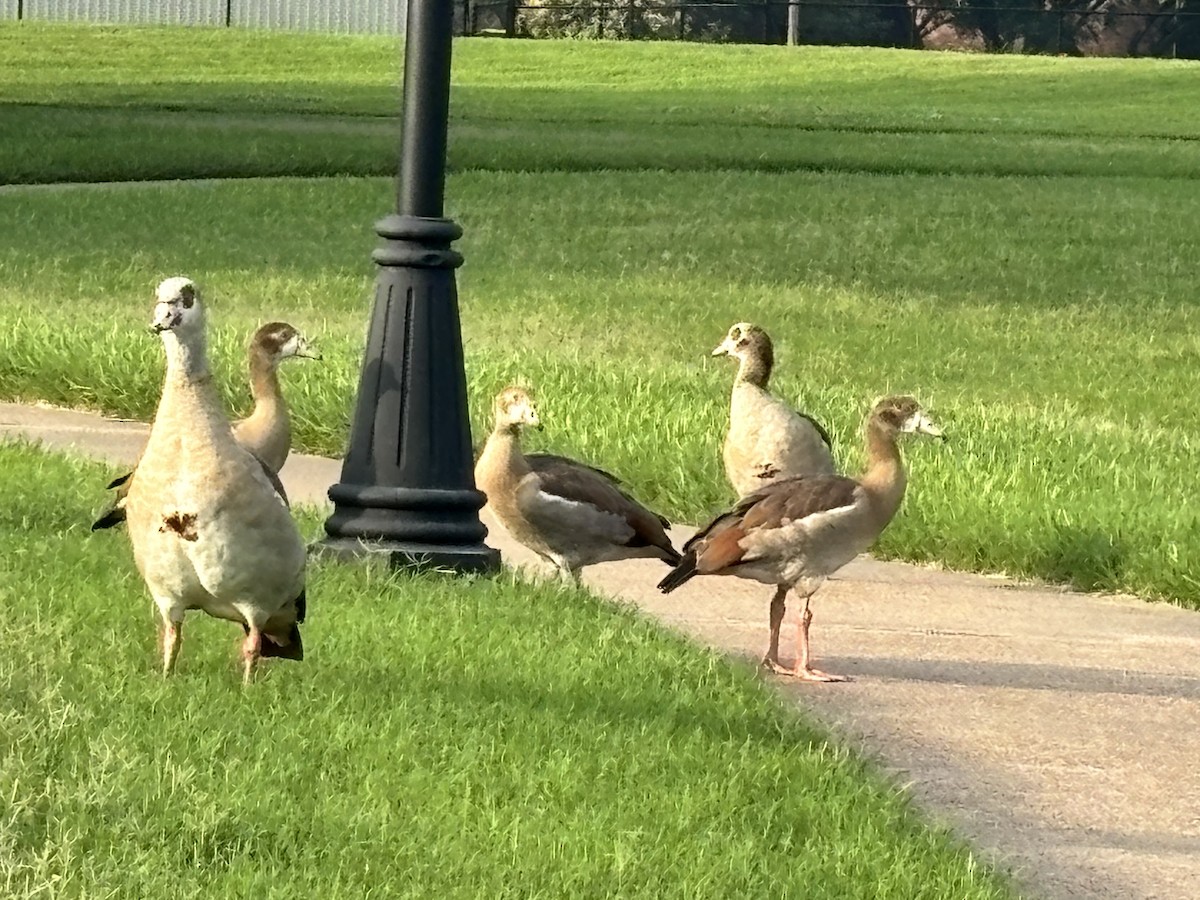 Egyptian Goose - ML619045389