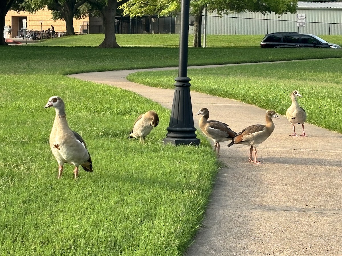 Egyptian Goose - ML619045390