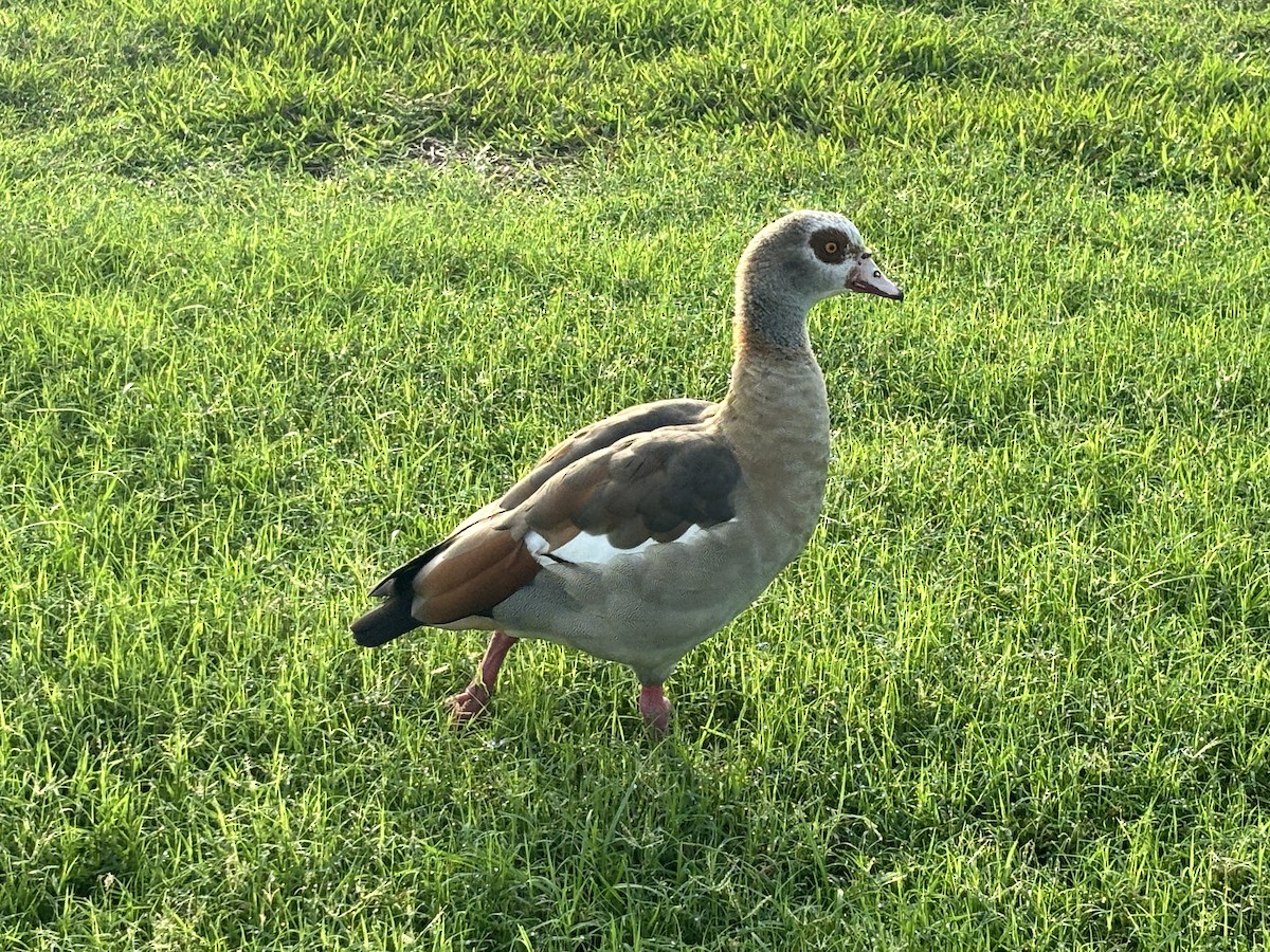 Egyptian Goose - ML619045391