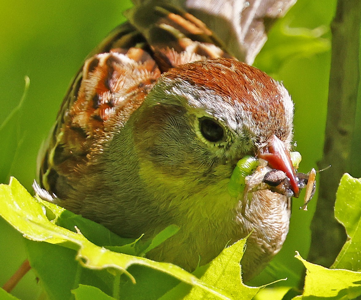 Field Sparrow - Barbara Bell