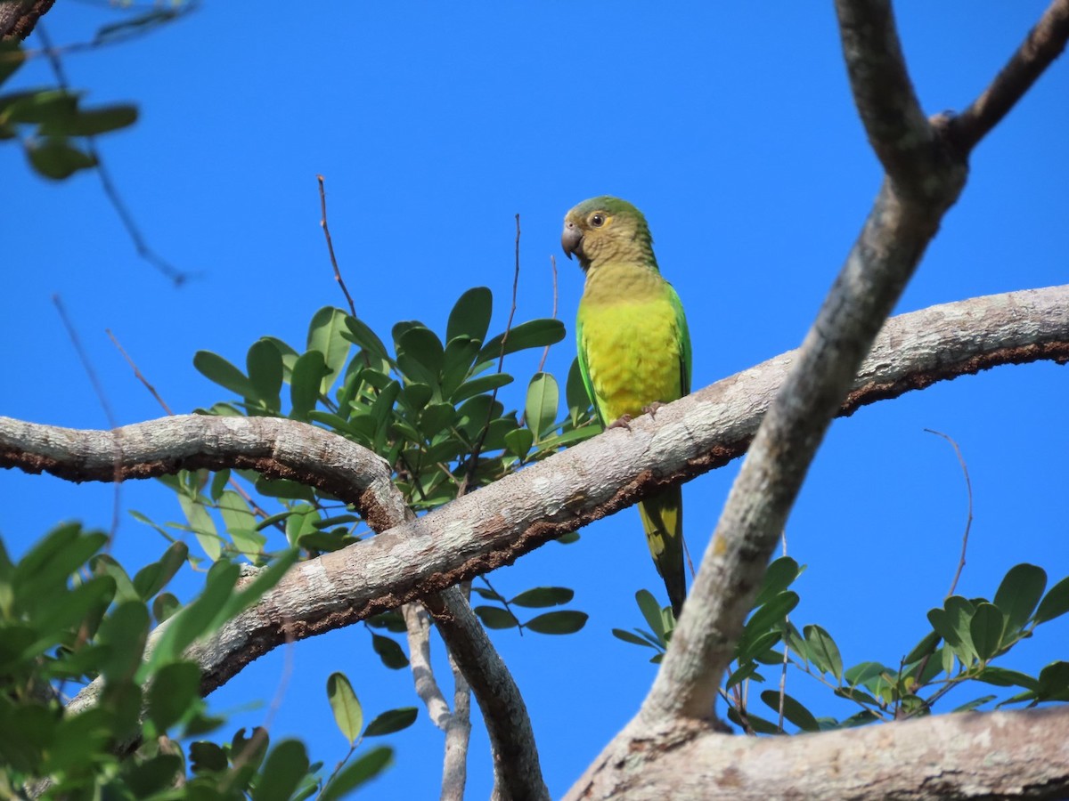 Brown-throated Parakeet - Jhuan Duque