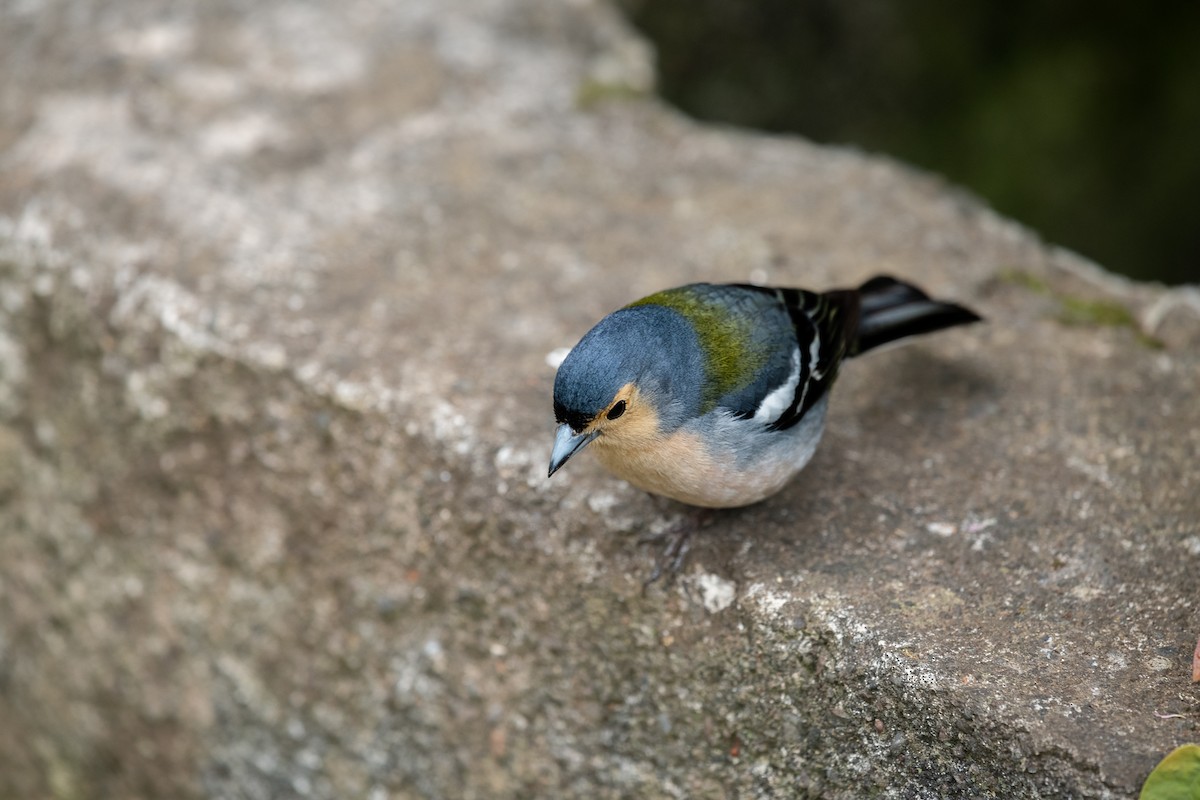 Madeira Chaffinch - Luis Guillermo