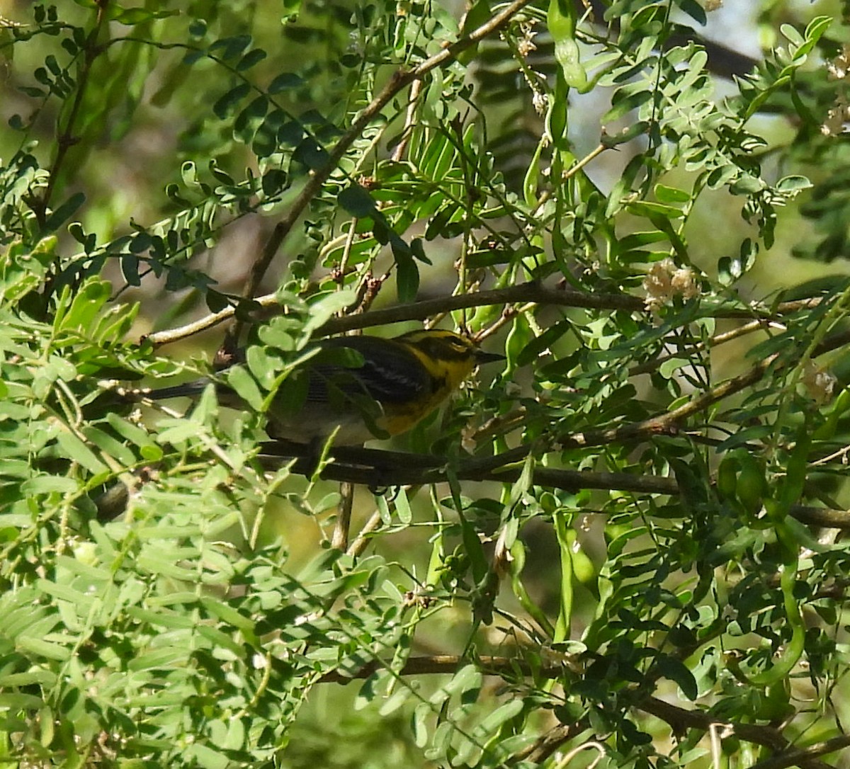 Townsend's Warbler - ML619045432