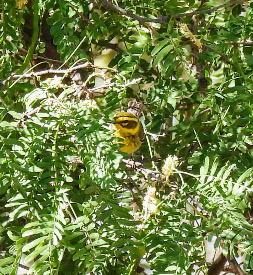 Townsend's Warbler - Mary Tannehill