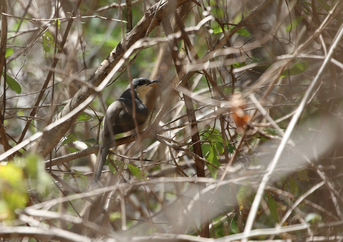 Mangrove Cuckoo - ML619045447