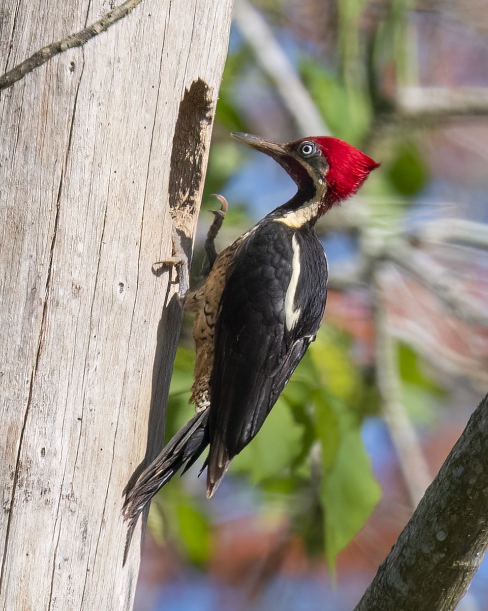 Lineated Woodpecker - Kathy Hicks