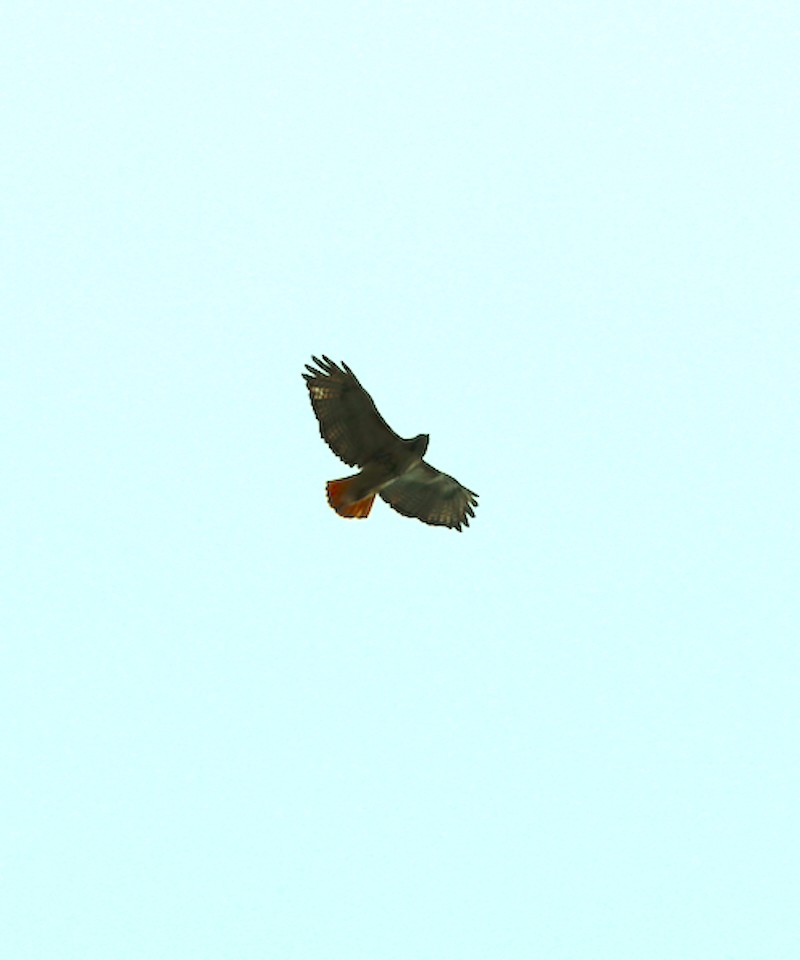 Red-tailed Hawk - Linda Smith