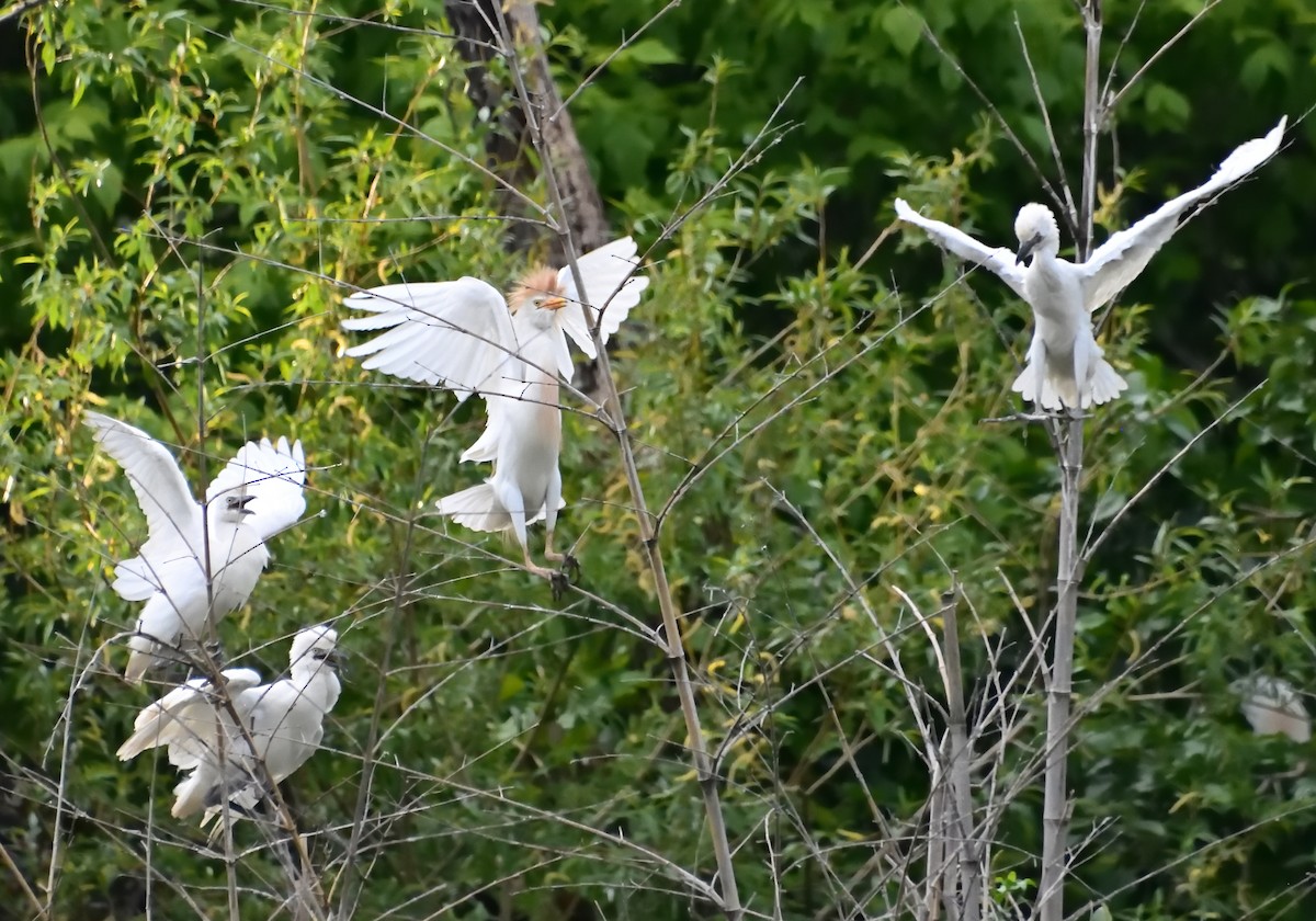 Western Cattle Egret - Mu Sano