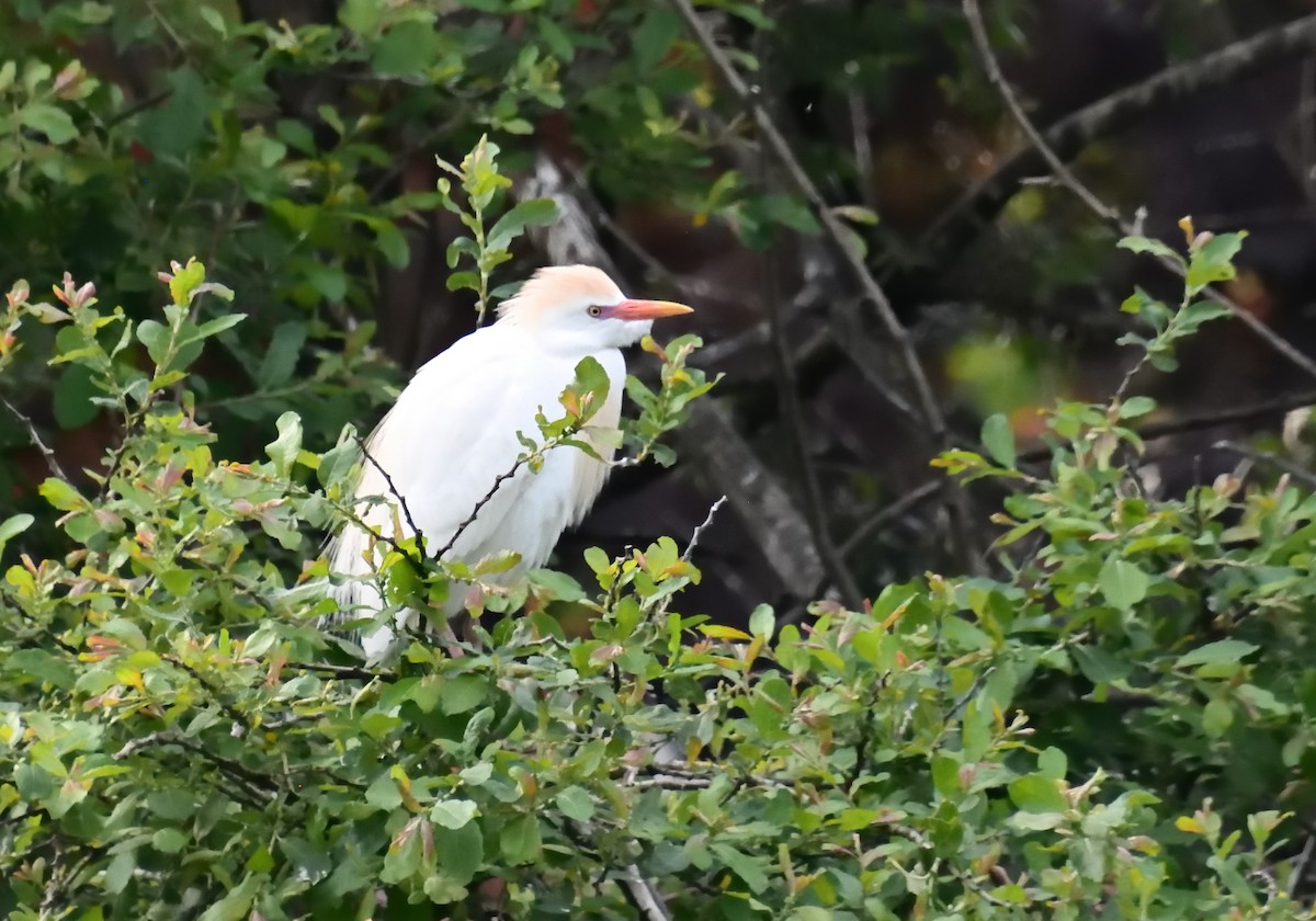 Western Cattle Egret - ML619045480