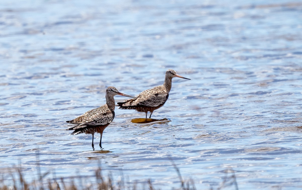 Hudsonian Godwit - ML619045495