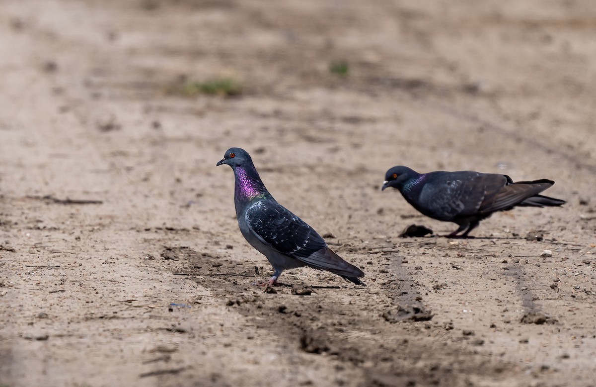 Rock Pigeon (Feral Pigeon) - ML619045514