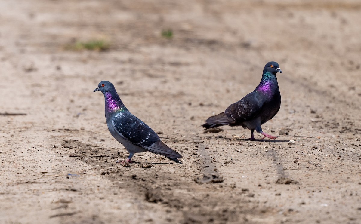 Rock Pigeon (Feral Pigeon) - ML619045516